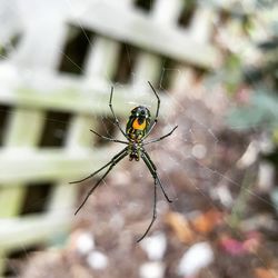 Close-up of spider on web