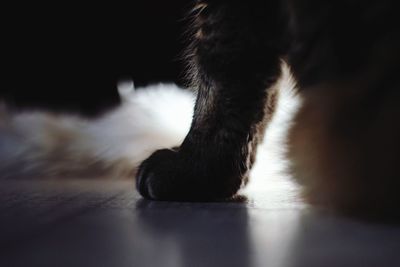 Close-up of cat paw