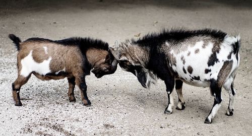 View of goats