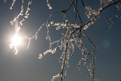 Low angle view of frosted bare tree against sky