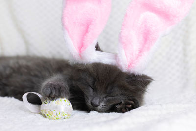 Close-up portrait of a cute gray kitten sleeping in the ears of an easter bunny. happy easter 