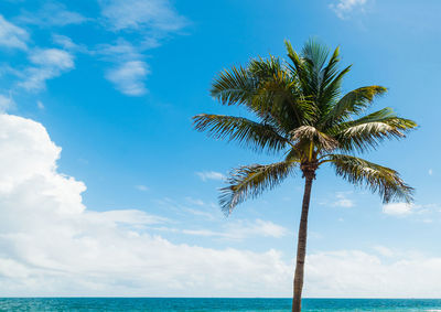 Palm tree by sea against sky