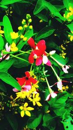 Close-up of pink flowers