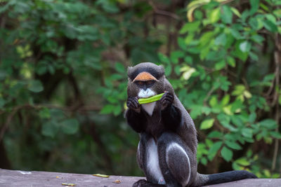 A de brazza's monkey eating food