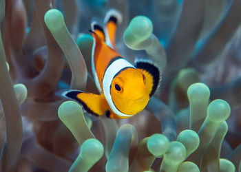 Close-up of fish swimming in sea