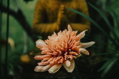 Close-up of flower against blurred background