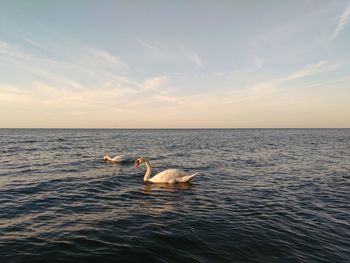 Swans swimming in sea against sky