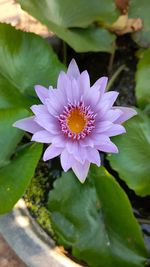 Close-up of lotus water lily in pond