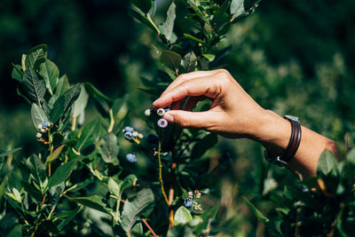 Midsection of person holding leaves on plant