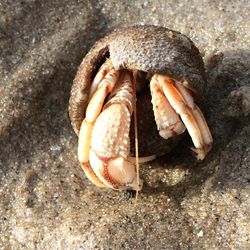 Close-up of dead crab