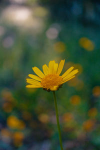 Close-up of yellow flower against blurred background