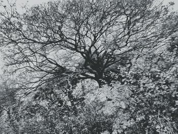 Low angle view of bare tree against sky