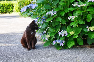 Cat lying down on plant