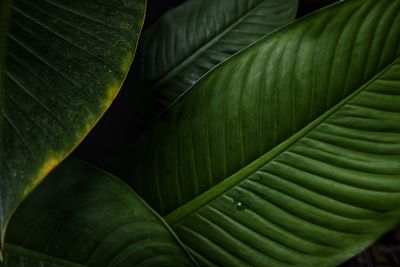 Full frame shot of green leaves