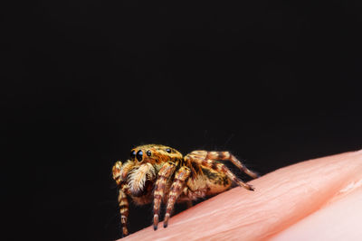 Close-up of spider on web against black background