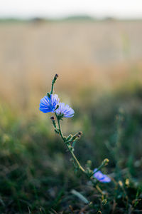 Close-up of purple crocus flowers on field