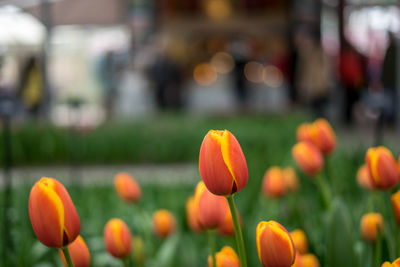 Close-up of orange tulips