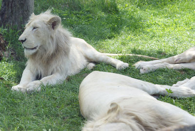 View of two cats on field