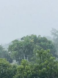 Trees in forest during rainy season