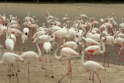 Flock of birds on field