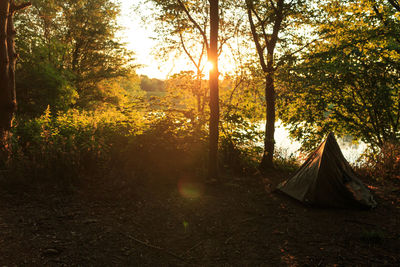 Trees in forest during sunset