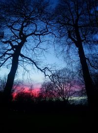 Silhouette of bare tree at sunset