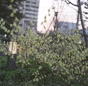 Plants growing in a park