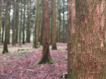 Trees growing in forest