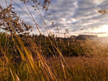 Close-up of stalks against sunset sky