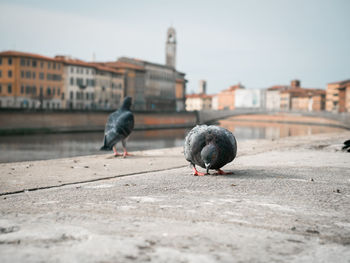 Pisa, Italy