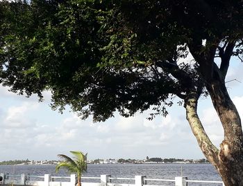 Tree by sea against sky