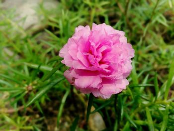 Close-up of pink rose flower