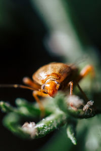 Close-up of insect on leaf