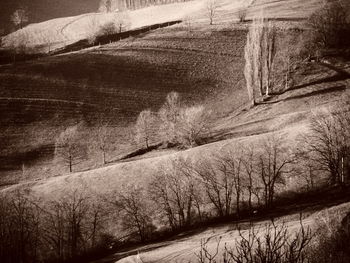 Scenic view of agricultural field