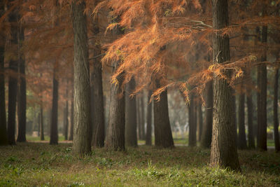 View of trees in forest