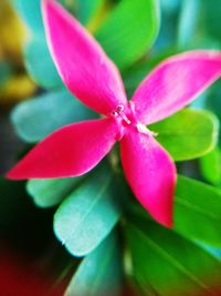 Close-up of pink flower