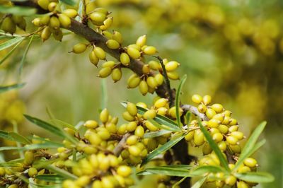 Close-up of yellow fruits growing on tree