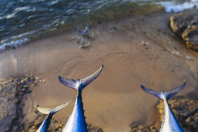 High angle view of fish at beach