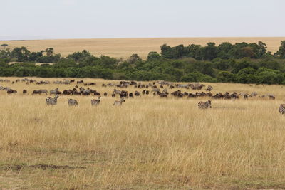 Flock of sheep on field against sky