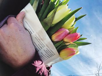 Close-up of hand holding flowering plant