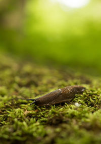 Close-up of an insect on grass