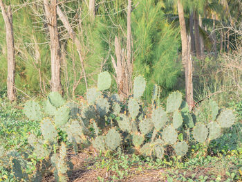 Plants growing on field