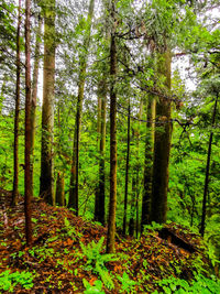 Trees growing in forest