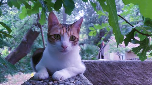 Close-up portrait of a cat