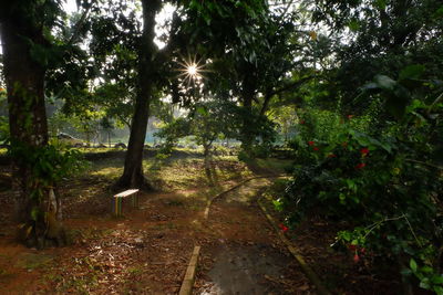 Trees in sunlight