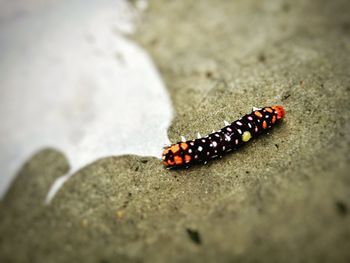 Close-up of insect on sand