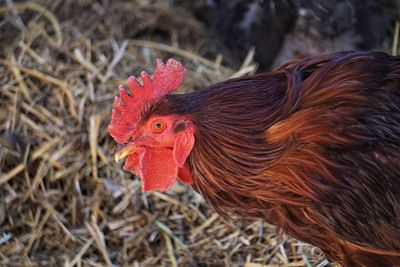 Close-up of rooster