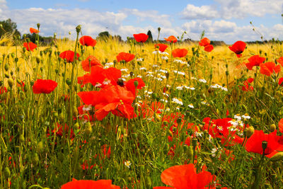 Close-up of red poppies on field against sky