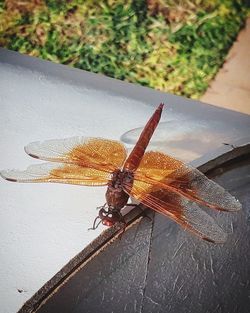 High angle view of insect