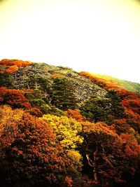 Scenic view of trees on landscape